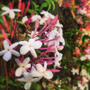 jasmine1