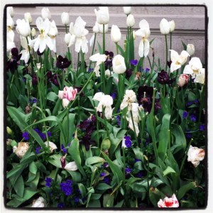 tulips_white