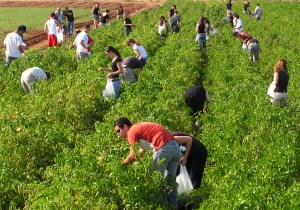 source: leket.org.il