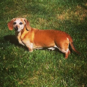 Pretzel: 3/16/2000 - 8/3/2001